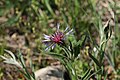 Centaurea triumfetti