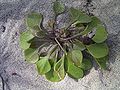 Claytonia perfoliata