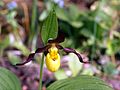 Cypripedium parviflorum