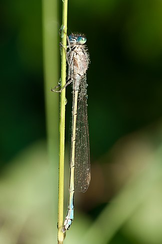 Blue-tailed Damselfly