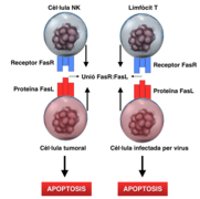 Esquema del procés d'apoptosis normal a nivell cel·lular.png