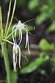 Flor, ruderal @ San Ignacio, Belize