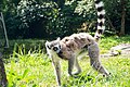 Lemur Catta