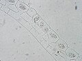 Spirogyra sp., Konjugation