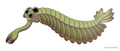 Opabinia, an extinct stem group arthropod appeared in the Middle Cambrian[1]:124–136