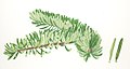 Abies alba foliage illustration