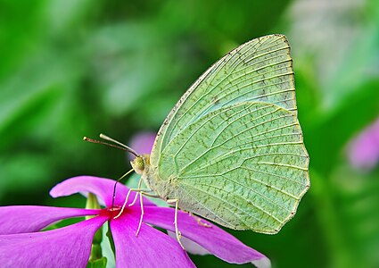 ♂ Catopsilia pyranthe (Mottled Emigrant)