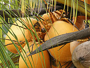 Cocos nucifera