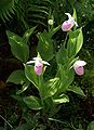 Cypripedium reginae