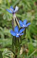 Gentiana utriculosa