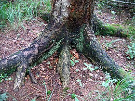 Roots, Poland