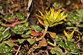 Sedum spathulifolium