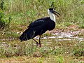 Uda Walawe National Park, Sri Lanka