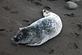 A young Grey Seal at beach in Sandvík