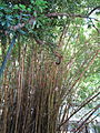 bamboo