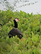 Chauna chavaria Chavarrí Northern Screamer (6545499379).jpg