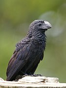 Crotophaga sulcirostris