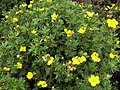 Cultivated from seed origin Upper Teesdale (type locality of the species)