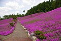 Takinoue Park Moss Phlox 滝上公園の芝桜