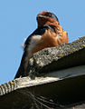 Barn Swallow (Hirundo rustica)