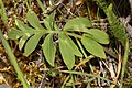 Hydrophyllum capitatum