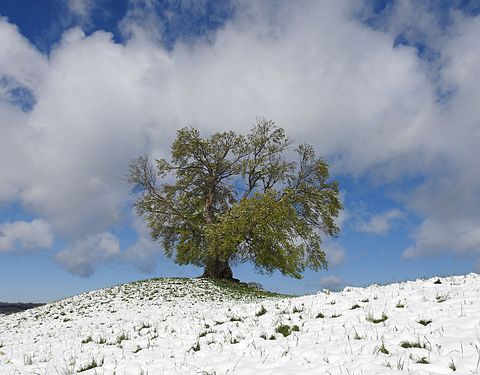 Drumlin-Buche © Boschfoto