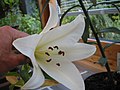 Lilium longiflorum var. alexandrae