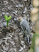 Melanerpes carolinus