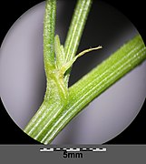 Melilotus altissimus sl15.jpg