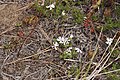 Phlox diffusa