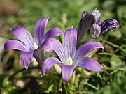   Romulea ligustica