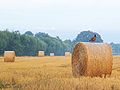 Rooster on straw