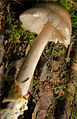 Amanita battarrae