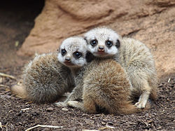 Meerkat kittens, Suricata suricatta