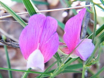 Lathyrus digitatus