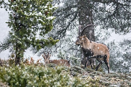 Spanish ibex (Capra pyrenaica) during winter in the mountain range of Iberian System in the province of Teruel. By Bruno Duran, CC-BY-SA-2.0.