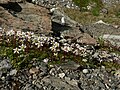 Mount Baker Wilderness