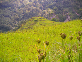 Millet fields in the Annapurna region play a major part in local agriculture.