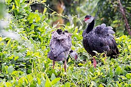 Northern Screamer - Chicagüire (Chauna chavaria) (24156631311).jpg