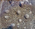 Fossil, Troodon eggs