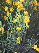 Cytisus oromediterraneus IMG 2926.jpg