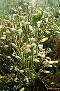 Cytisus oromediterraneus kz04.jpg