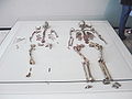 Skeletons of the Doppelgrab von Oberkassel