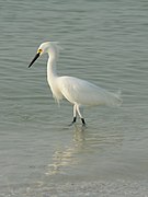 Egretta thula