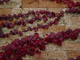 Foglie autunnali / Autumn leaves.