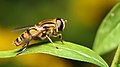 Syrphidae