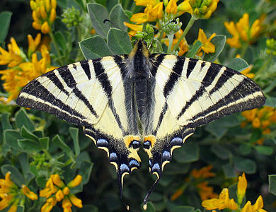 Iphiclides podalirius (Scarce Swallowtail)