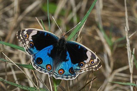 Junonia orithya (Blue Pansy)