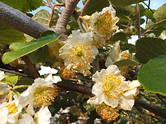 Kiwi male flowers 1.JPG