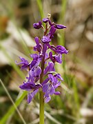 Orchis mascula